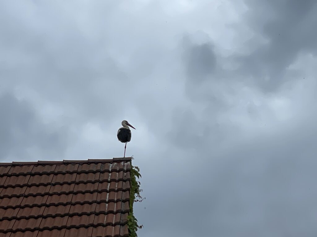 stork on one leg on top of a tiled roof house