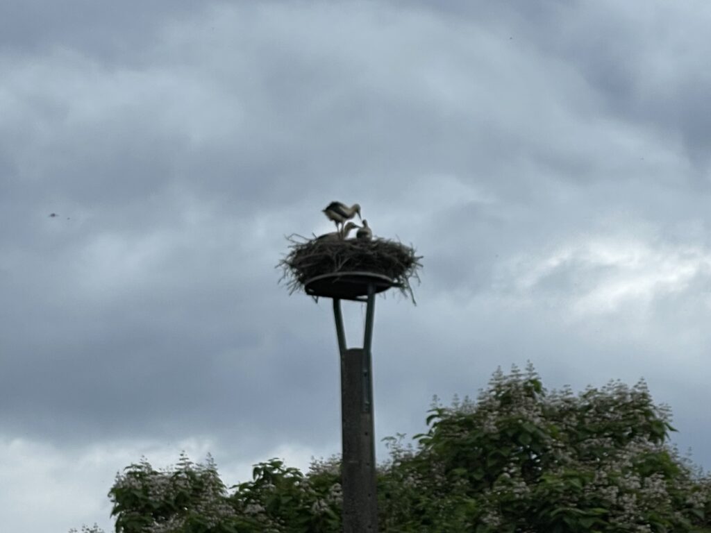 baby storks in the nest